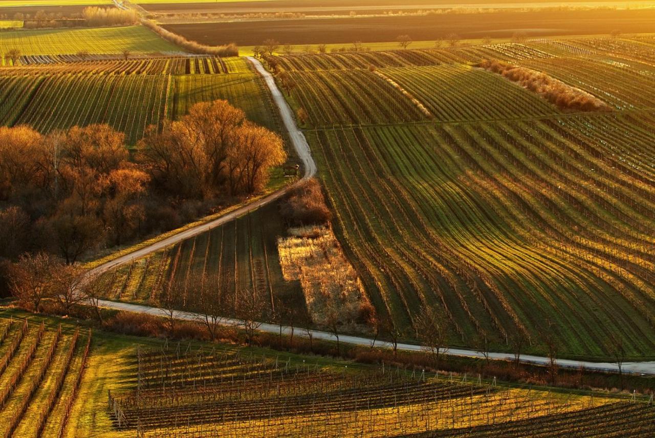 Vinoza - Ubytovani A Vinny Sklep Velke Bilovice Rulandova Exterior photo