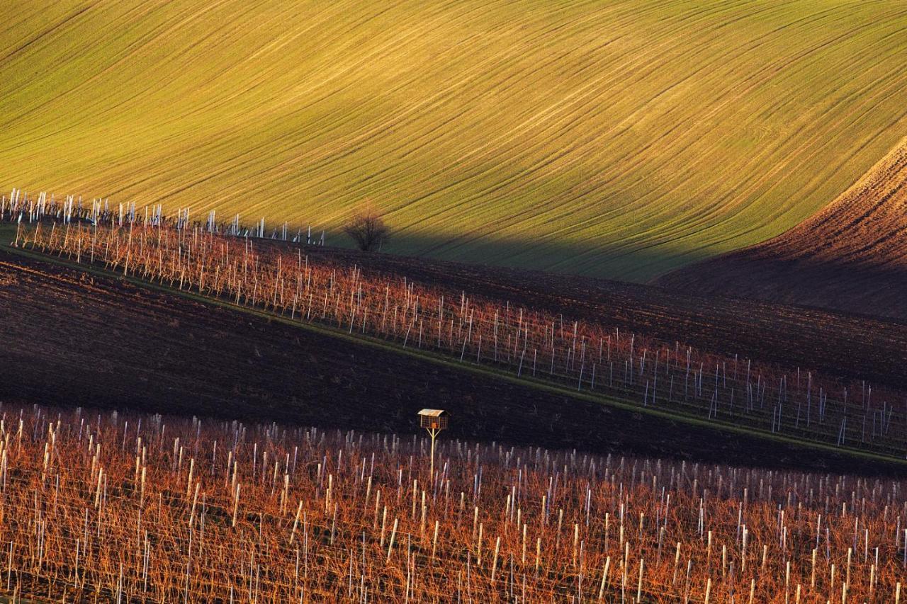 Vinoza - Ubytovani A Vinny Sklep Velke Bilovice Rulandova Exterior photo